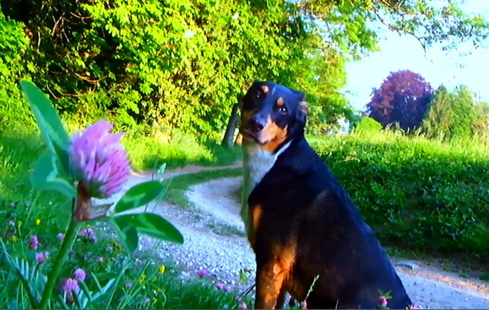 adieu-au-langage-51d6835081985